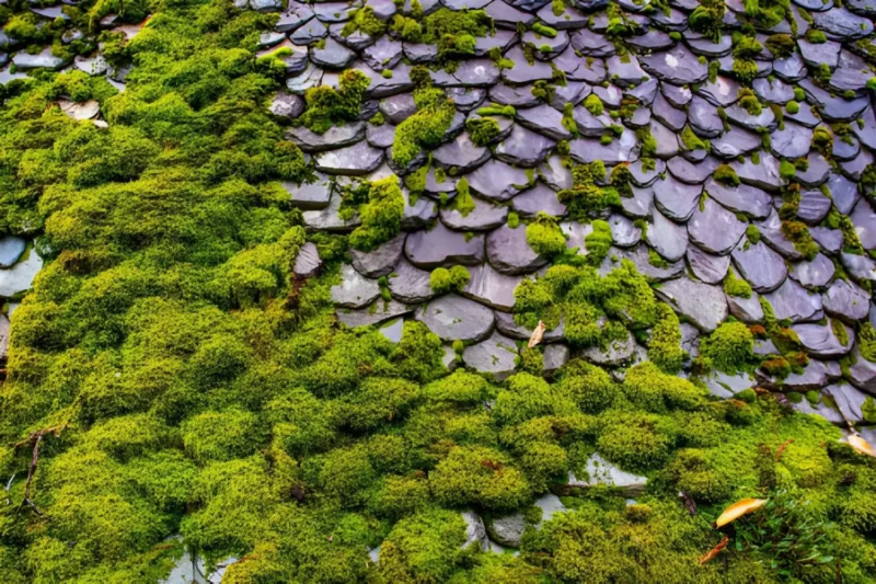 Does Moss on Shingles Mean the Roof Needs to Be Replaced